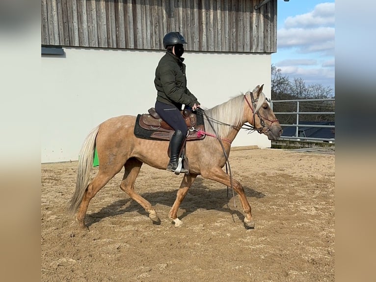 Andaluces Yegua 4 años 152 cm Dunalino (Cervuno x Palomino) in Daleiden