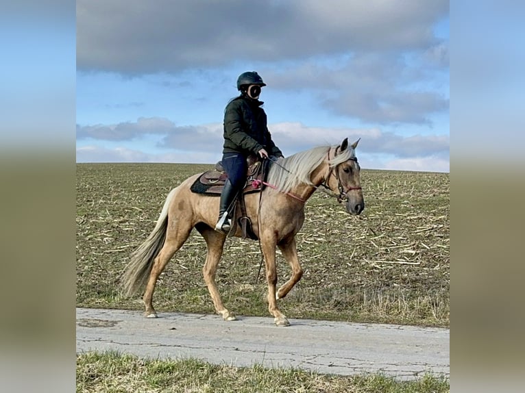 Andaluces Yegua 4 años 152 cm Dunalino (Cervuno x Palomino) in Daleiden