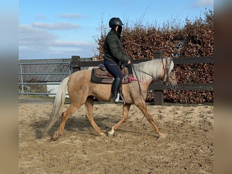 Andaluces Yegua 4 años 152 cm Dunalino (Cervuno x Palomino) in Daleiden