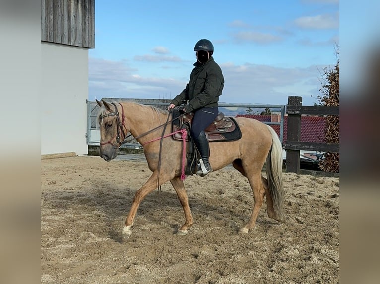 Andaluces Yegua 4 años 152 cm Dunalino (Cervuno x Palomino) in Daleiden