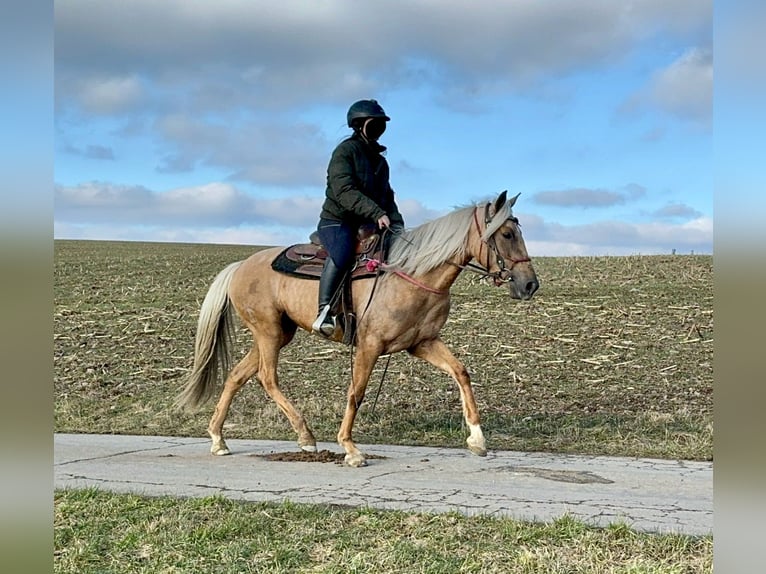 Andaluces Yegua 4 años 152 cm Dunalino (Cervuno x Palomino) in Daleiden