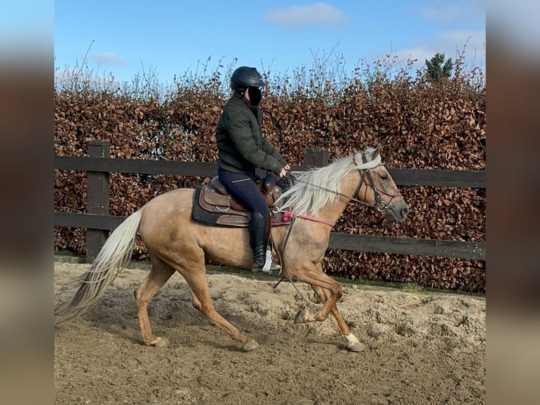 Andaluces Yegua 4 años 152 cm Dunalino (Cervuno x Palomino) in Daleiden