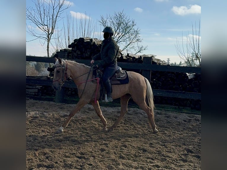 Andaluces Yegua 4 años 152 cm Dunalino (Cervuno x Palomino) in Daleiden