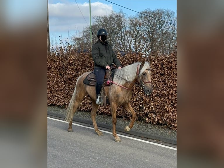 Andaluces Yegua 4 años 152 cm Dunalino (Cervuno x Palomino) in Daleiden