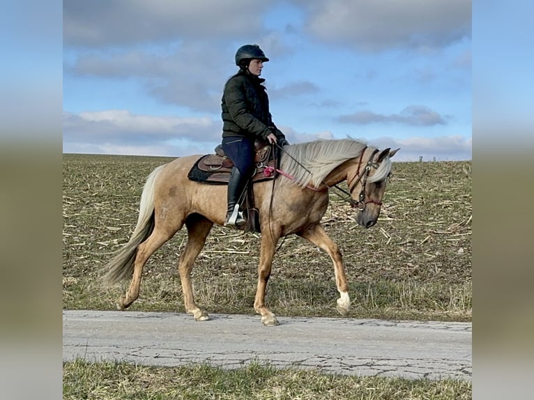 Andaluces Yegua 4 años 152 cm Dunalino (Cervuno x Palomino) in Daleiden