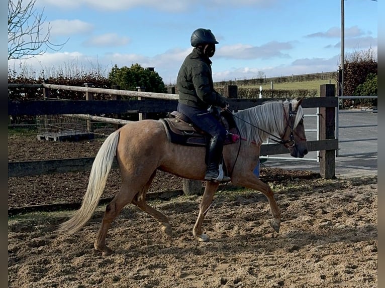 Andaluces Yegua 4 años 152 cm Dunalino (Cervuno x Palomino) in Daleiden