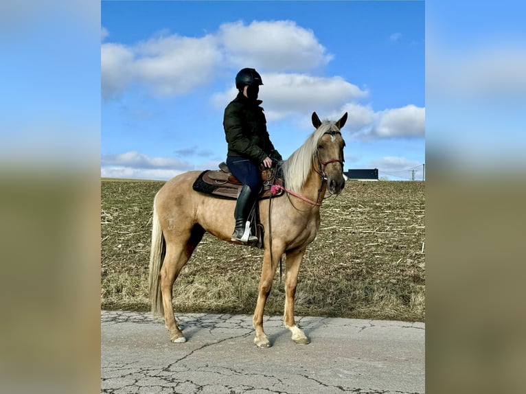 Andaluces Yegua 4 años 152 cm Dunalino (Cervuno x Palomino) in Daleiden