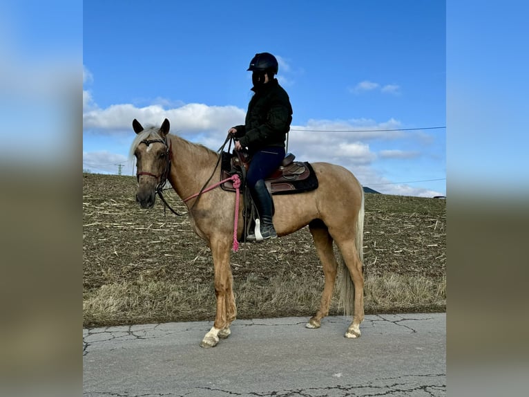 Andaluces Yegua 4 años 152 cm Dunalino (Cervuno x Palomino) in Daleiden