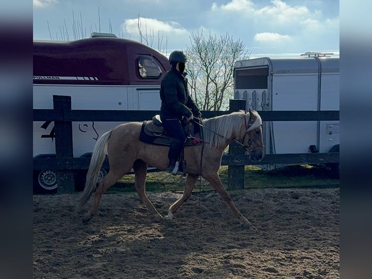 Andaluces Yegua 4 años 152 cm Dunalino (Cervuno x Palomino) in Daleiden