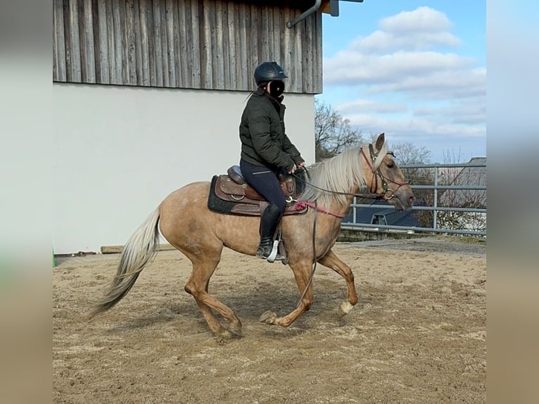 Andaluces Yegua 4 años 152 cm Dunalino (Cervuno x Palomino) in Daleiden