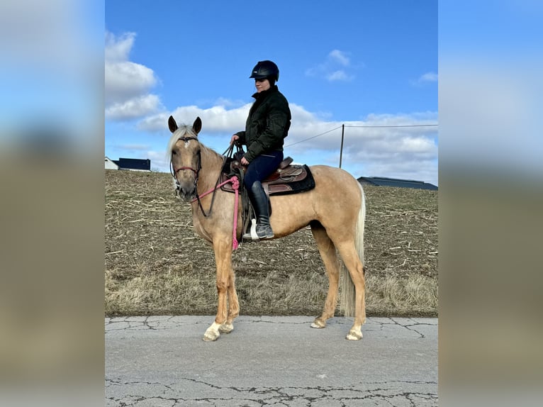 Andaluces Yegua 4 años 152 cm Dunalino (Cervuno x Palomino) in Daleiden