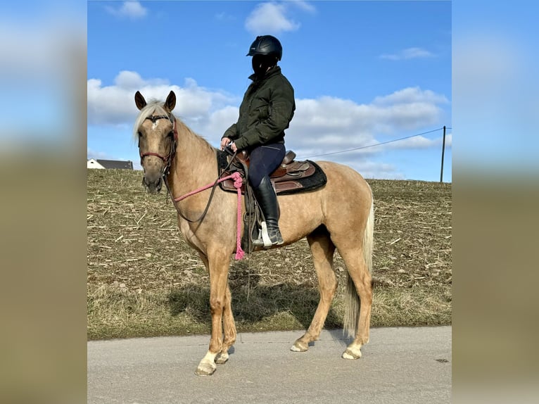 Andaluces Yegua 4 años 152 cm Dunalino (Cervuno x Palomino) in Daleiden