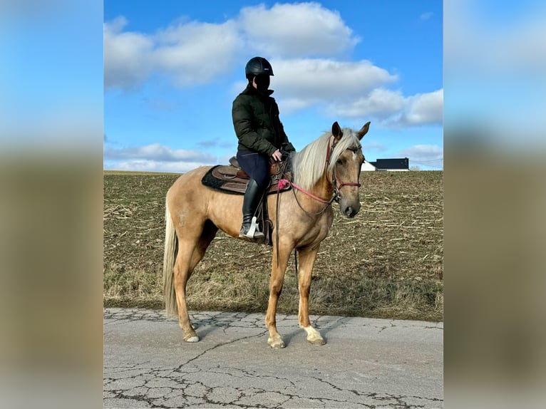 Andaluces Yegua 4 años 152 cm Dunalino (Cervuno x Palomino) in Daleiden