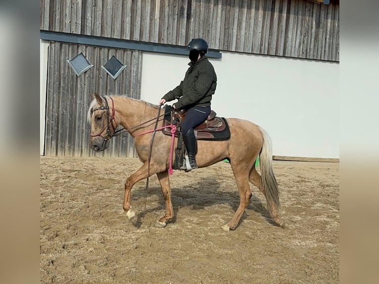 Andaluces Yegua 4 años 152 cm Dunalino (Cervuno x Palomino) in Daleiden