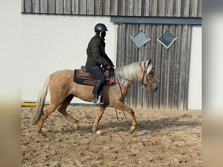 Andaluces Yegua 4 años 152 cm Dunalino (Cervuno x Palomino) in Daleiden