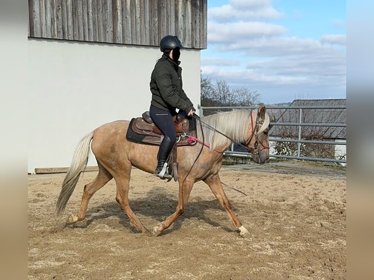 Andaluces Yegua 4 años 152 cm Dunalino (Cervuno x Palomino) in Daleiden