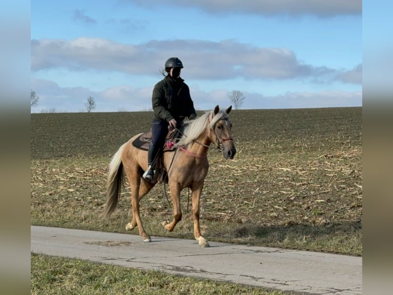 Andaluces Yegua 4 años 152 cm Dunalino (Cervuno x Palomino) in Daleiden