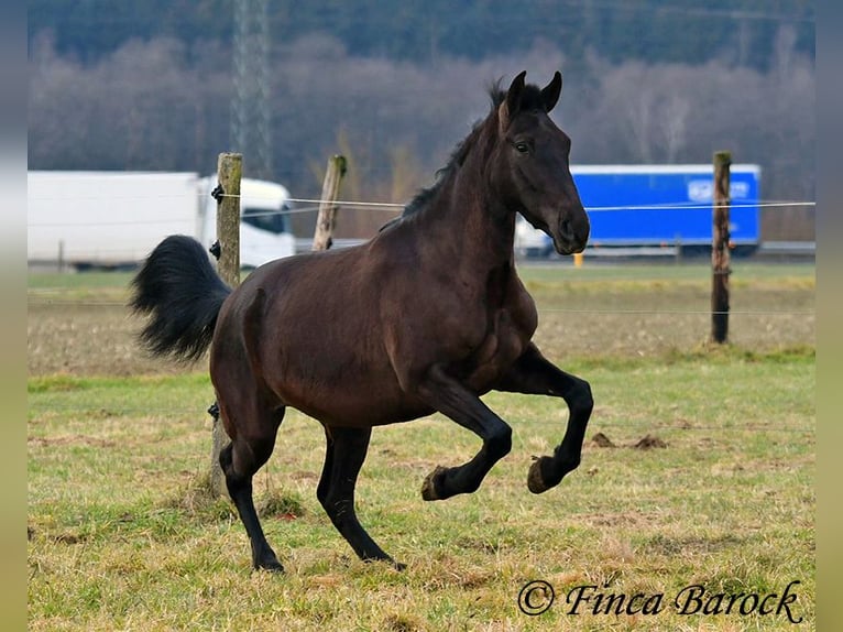 Andaluces Yegua 4 años 152 cm Negro in Wiebelsheim