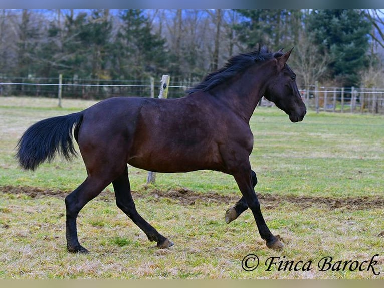 Andaluces Yegua 4 años 152 cm Negro in Wiebelsheim