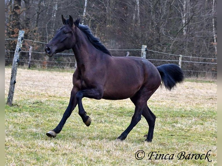 Andaluces Yegua 4 años 152 cm Negro in Wiebelsheim