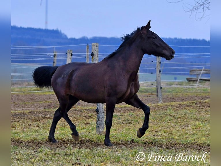 Andaluces Yegua 4 años 152 cm Negro in Wiebelsheim