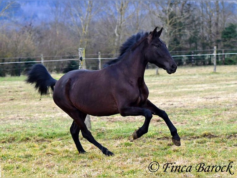 Andaluces Yegua 4 años 152 cm Negro in Wiebelsheim