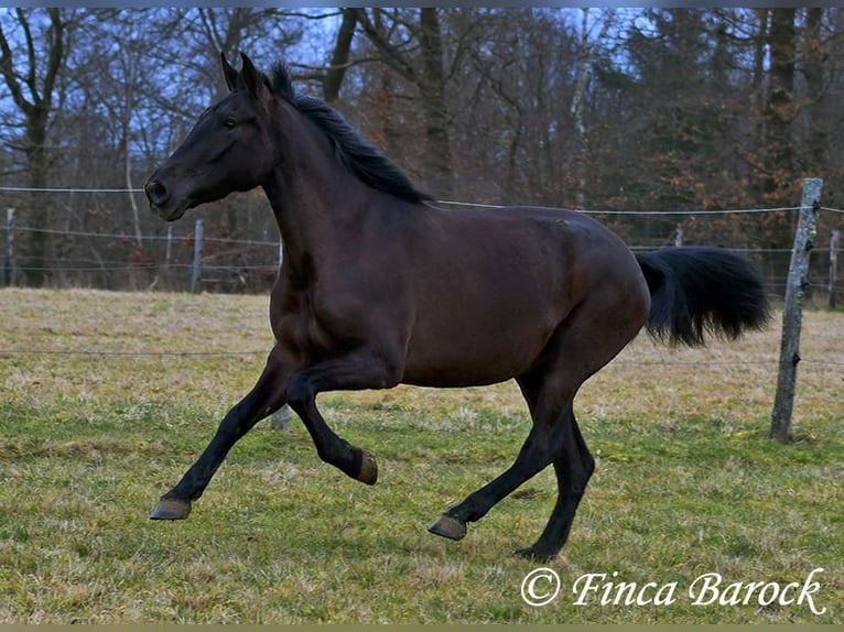 Andaluces Yegua 4 años 152 cm Negro in Wiebelsheim