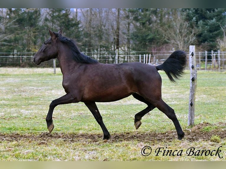 Andaluces Yegua 4 años 152 cm Negro in Wiebelsheim