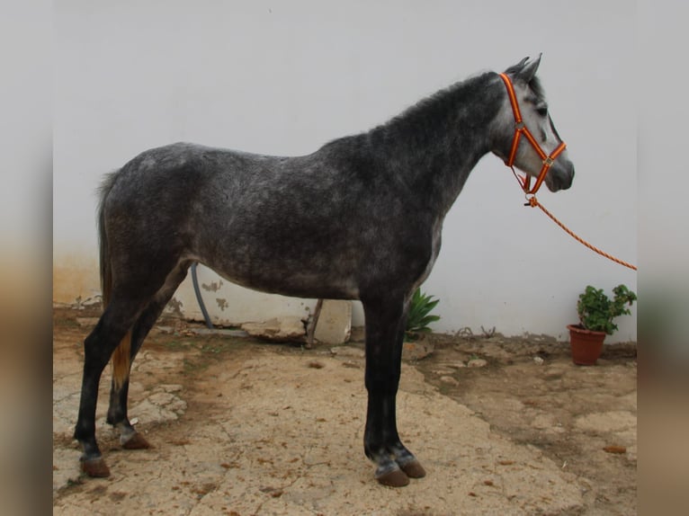 Andaluces Yegua 4 años 152 cm Tordo in Vejer de la Frontera