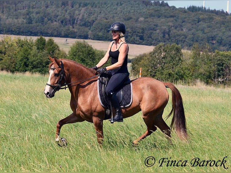 Andaluces Yegua 4 años 153 cm Alazán in Wiebelseheim