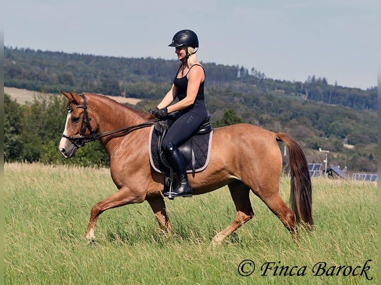 Andaluces Yegua 4 años 153 cm Alazán in Wiebelseheim