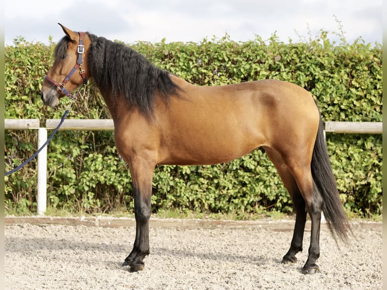 Andaluces Yegua 4 años 153 cm Castaño in Neustadt (Wied)