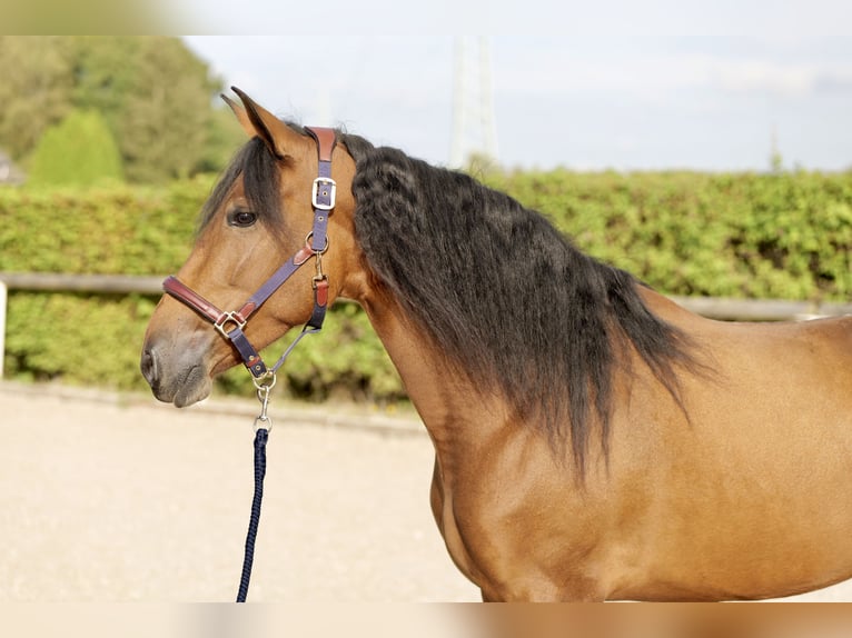 Andaluces Yegua 4 años 153 cm Castaño in Neustadt (Wied)