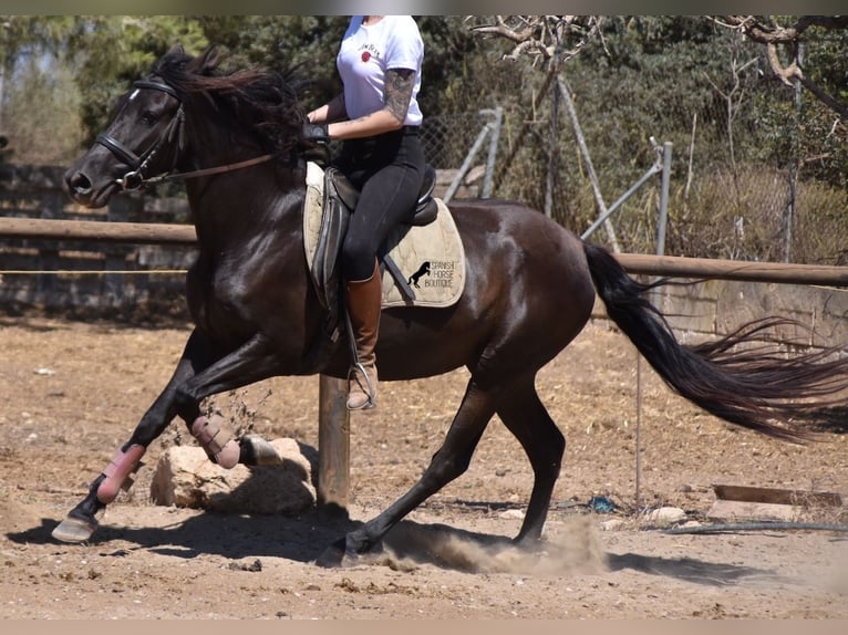 Andaluces Yegua 4 años 153 cm Negro in Mallorca