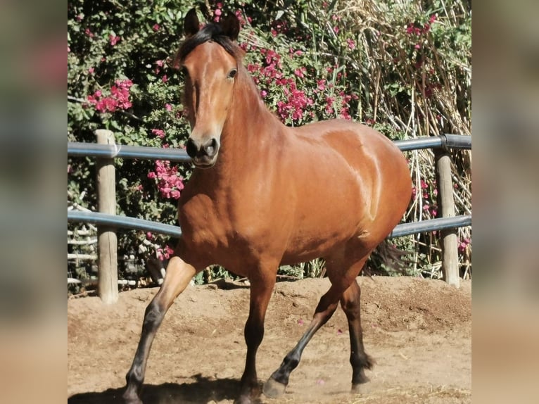 Andaluces Yegua 4 años 154 cm Castaño in Adra Almeria