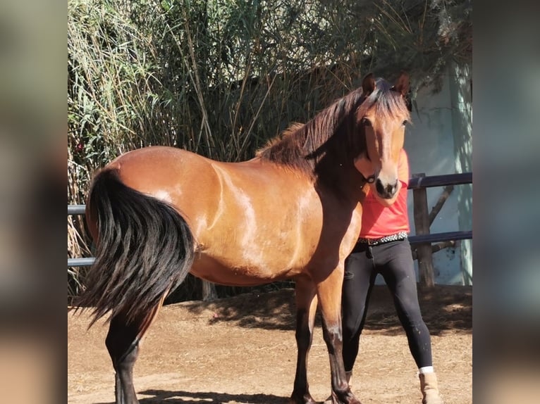 Andaluces Yegua 4 años 154 cm Castaño in Adra Almeria