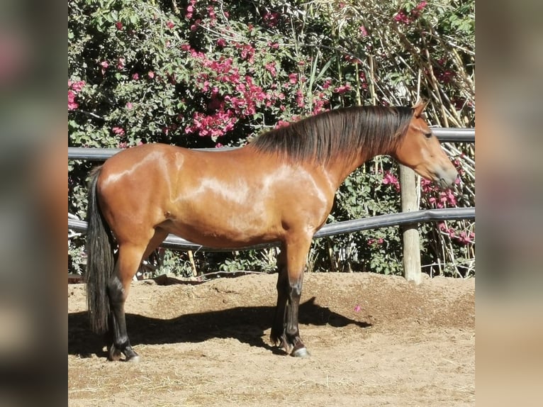 Andaluces Yegua 4 años 154 cm Castaño in Adra Almeria