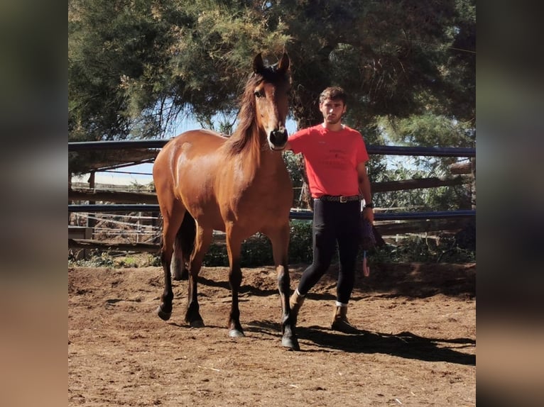 Andaluces Yegua 4 años 154 cm Castaño in Adra Almeria