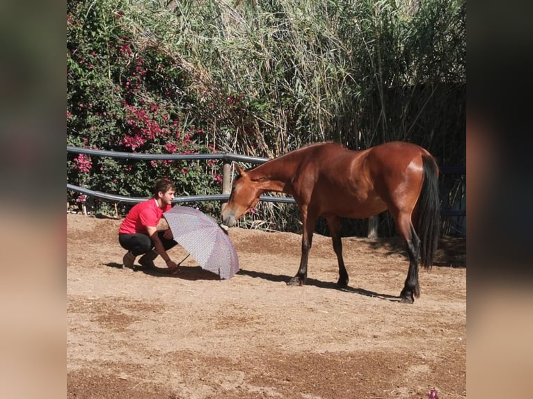 Andaluces Yegua 4 años 154 cm Castaño in Adra Almeria