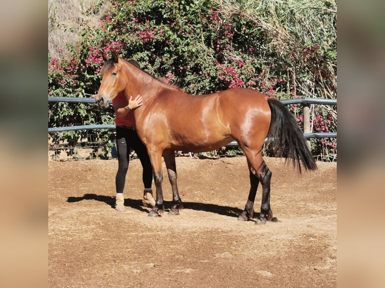 Andaluces Yegua 4 años 154 cm Castaño in Adra Almeria