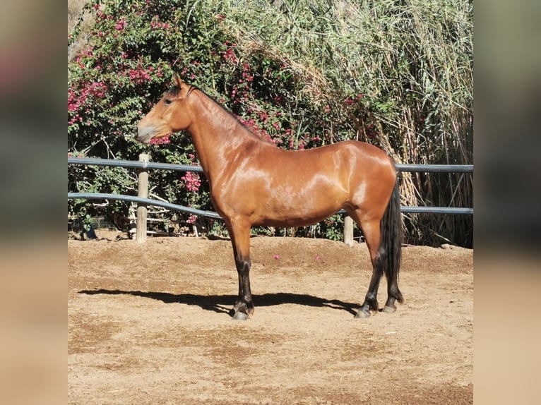 Andaluces Yegua 4 años 154 cm Castaño in Adra Almeria