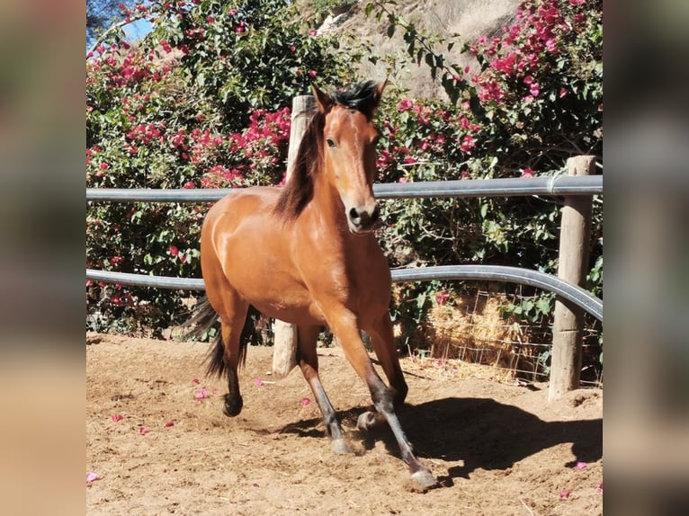 Andaluces Yegua 4 años 154 cm Castaño in Adra Almeria