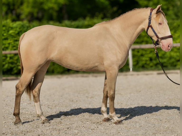 Andaluces Yegua 4 años 154 cm Champán in Neustadt (Wied)