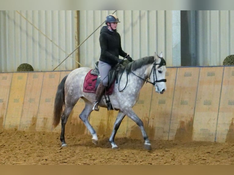 Andaluces Yegua 4 años 154 cm Tordo in Neustadt (Wied)