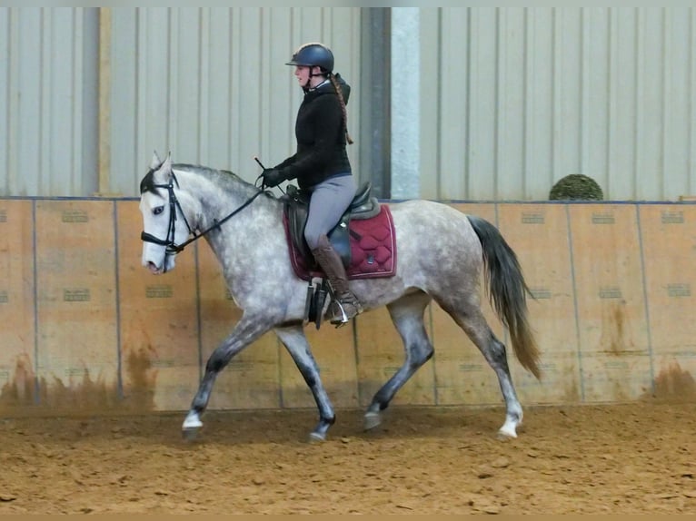 Andaluces Yegua 4 años 154 cm Tordo in Neustadt (Wied)