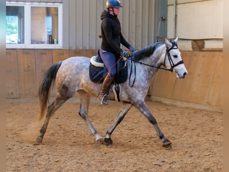 Andaluces Yegua 4 años 154 cm Tordo in Neustadt (Wied)