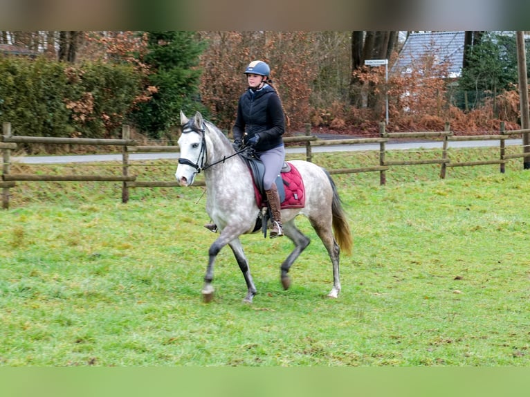 Andaluces Yegua 4 años 154 cm Tordo in Neustadt (Wied)