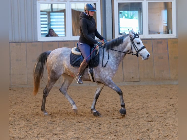 Andaluces Yegua 4 años 154 cm Tordo in Neustadt (Wied)