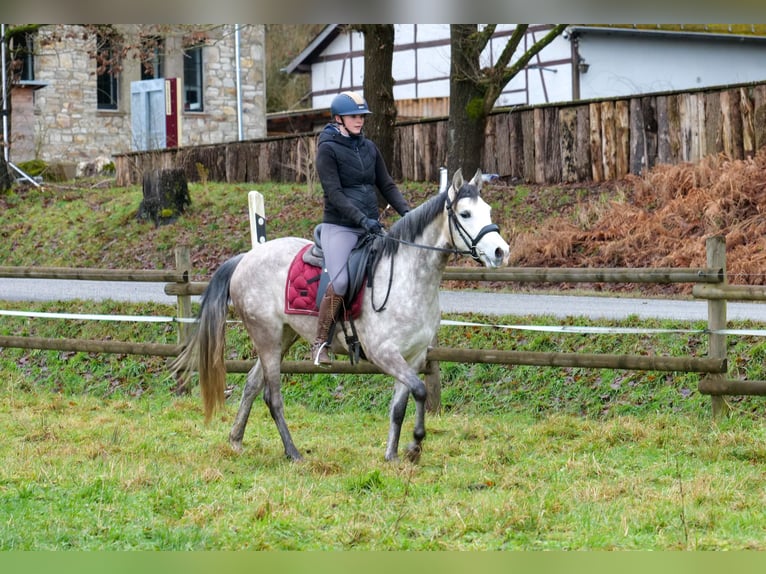 Andaluces Yegua 4 años 154 cm Tordo in Neustadt (Wied)