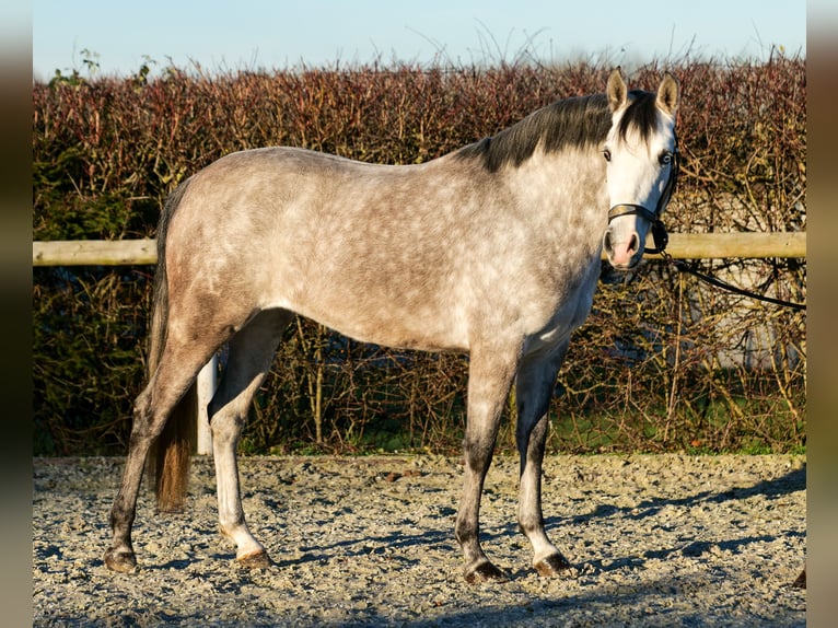 Andaluces Yegua 4 años 154 cm Tordo in Neustadt (Wied)